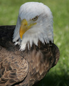 open2day.dk/bornholm Bornholm Rovfugleshow foto Bornholms Rovfugleshow Billede/Photo/Bild